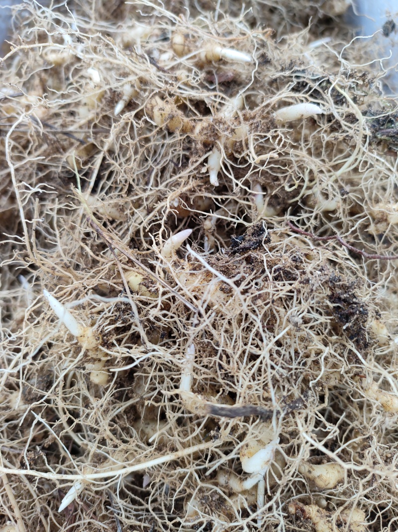 新鲜黄精种苗，优质苗木，快来选购！