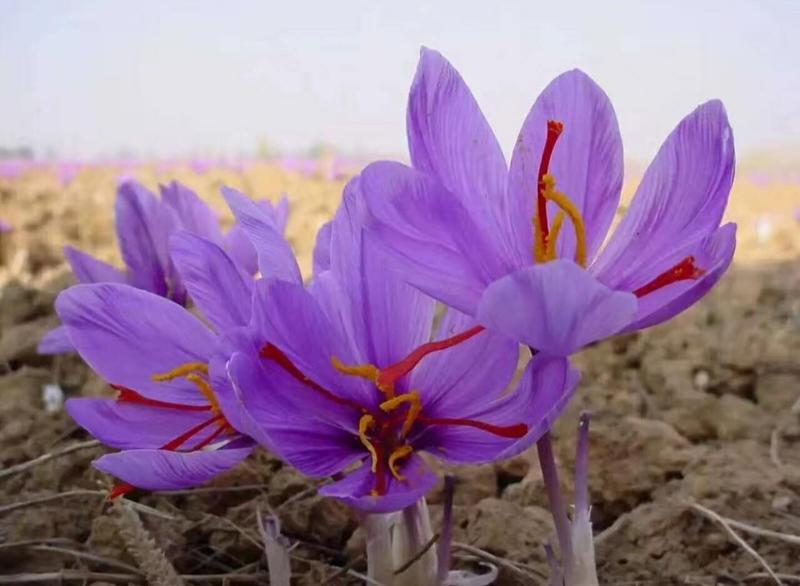伊朗藏红花，产地直销可视频，看货欢迎电联！