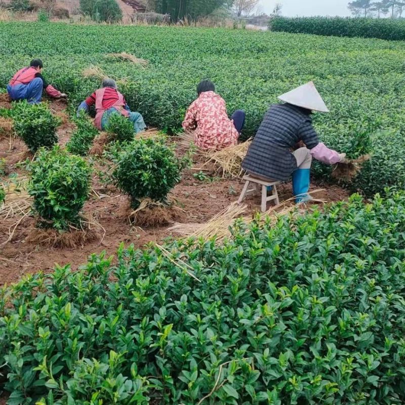 广西茶树苗基地直发货源充足量大从优价格保障咨询