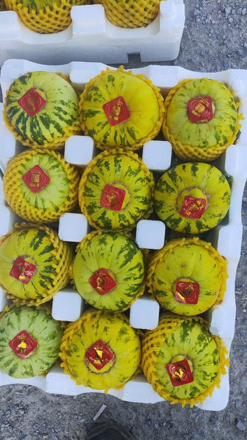 山东莘县大量供应花蕾甜瓜产地发货代发全国欢迎来考察