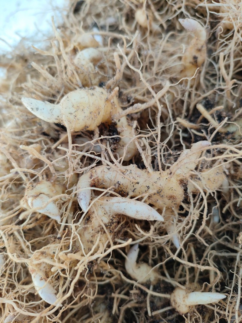 新鲜黄精种苗，优质苗木，快来选购！