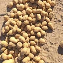 沃土土豆大量上市中一手货源价格承接全国客商欢迎咨询