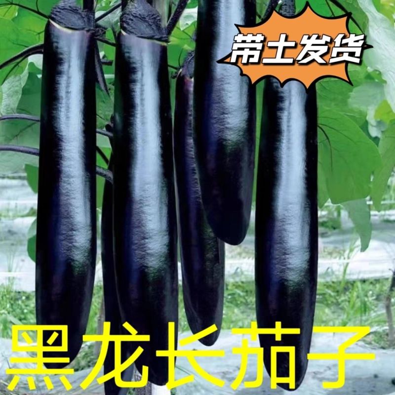 茄子苗高产紫黑长茄种苗黑色茄子苗子四季种植茄子苗批发