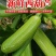 新鲜自家种植西葫芦，量大从优，一天发34个挂！欢迎电联