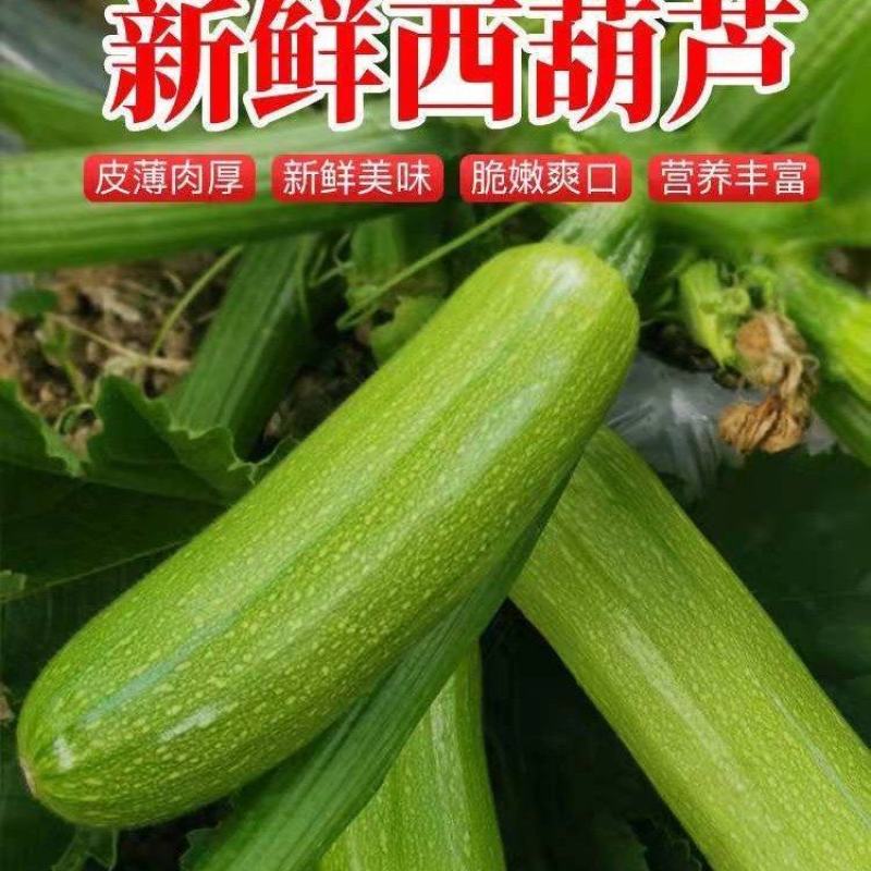 新鲜自家种植西葫芦，量大从优，一天发34个挂！欢迎电联