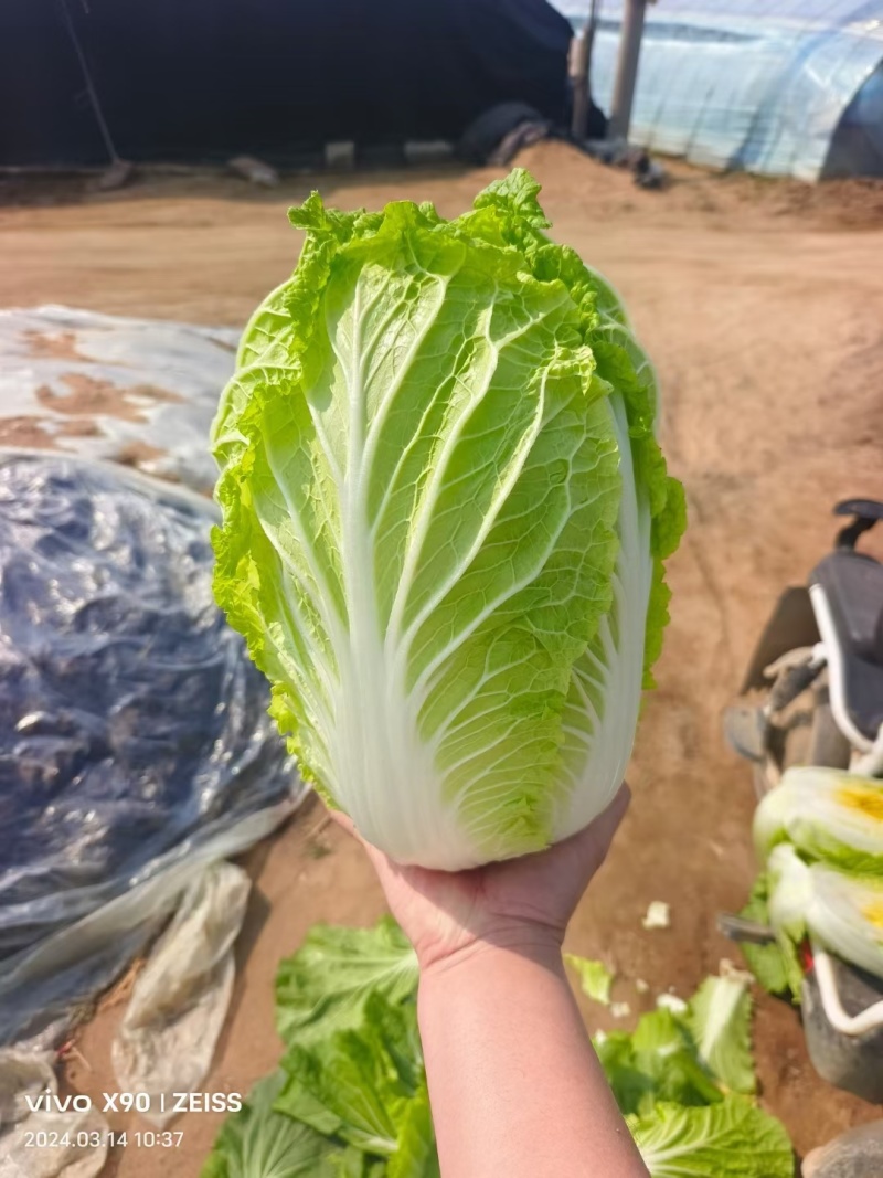 大量供应山东黄心大白菜