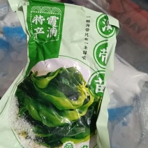 霞浦精品海带苗