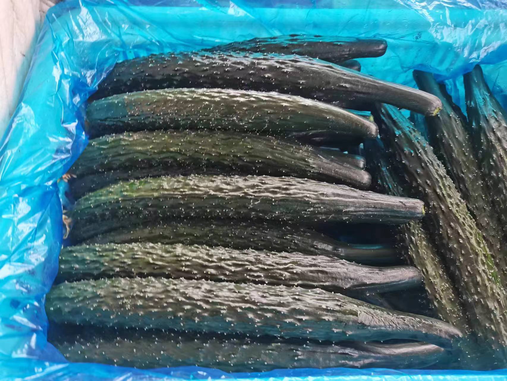 市场摊位上的密刺黄瓜