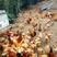 安徽池州土鸡活鸡大量供应，母鸡公鸡都有自家散羊，量大从优