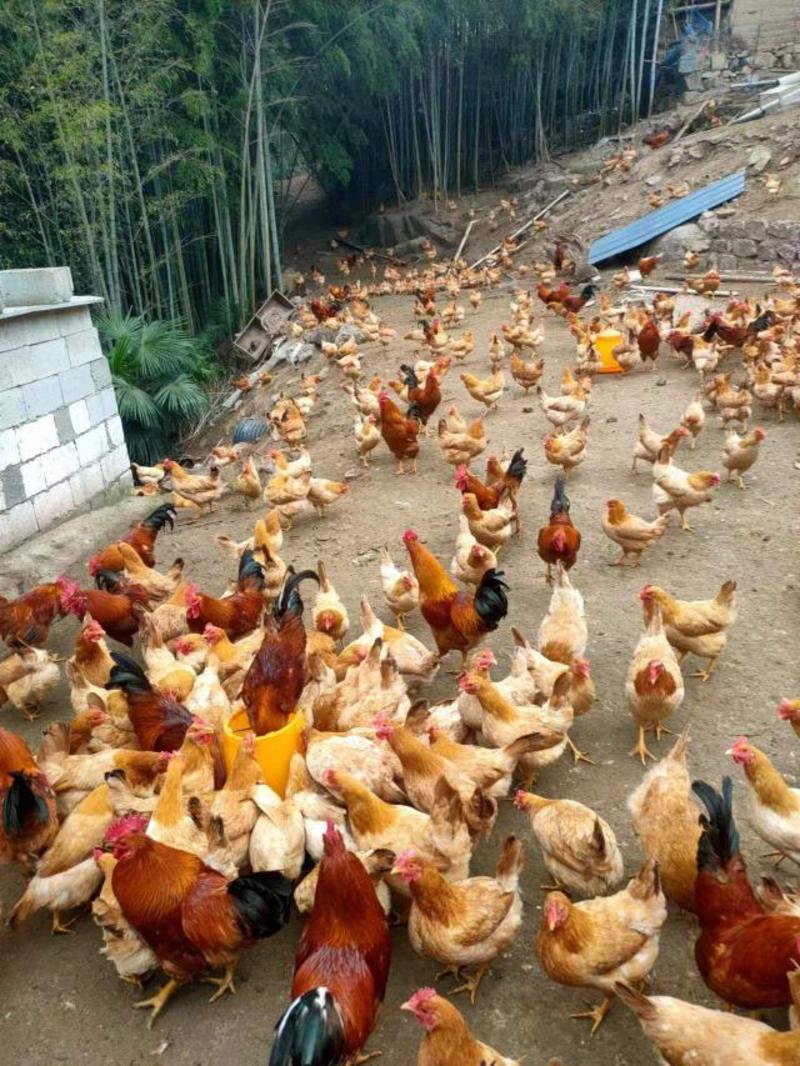 安徽池州土鸡活鸡大量供应，母鸡公鸡都有自家散羊，量大从优