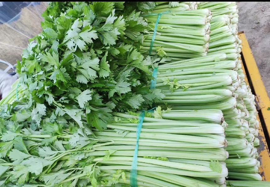一幅清晰的西芹植株解剖图,展示根部、叶柄基部、主茎、叶片及内部维管束分布情况;背景为浅绿色,标注了‘嫩茎区’与‘老化纤维区’的对比区域,用于说明老嫩西芹在组织结构上的差异 西芹植株结构示意图