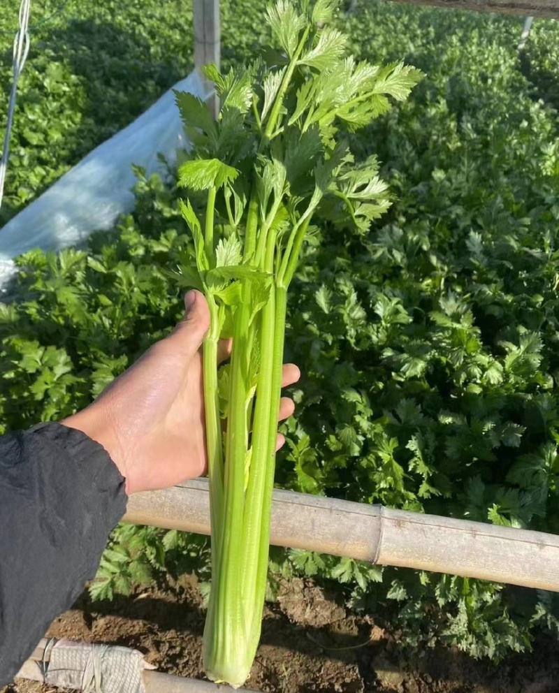 芹菜，西芹批发，电商货，量大优惠