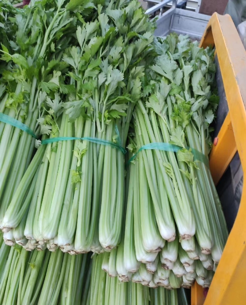 芹菜，西芹批发，电商货，量大优惠