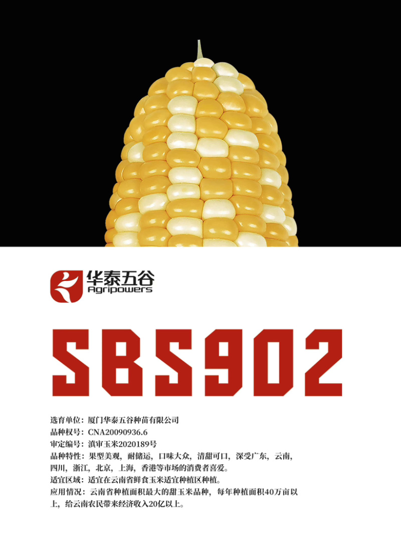 华泰五谷SBS902（产量高，抗病性强）双色王子甜脆玉米