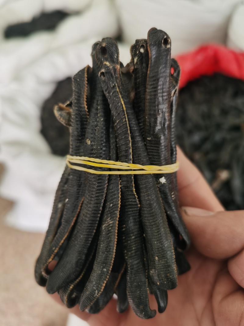 水蛭掉干水蛭清水货各种规格泽润中药