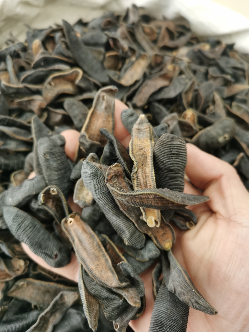 水蛭掉干水蛭清水货各种规格泽润中药