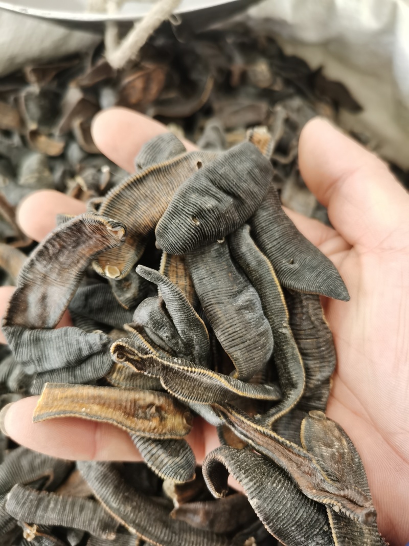 水蛭掉干水蛭清水货各种规格泽润中药