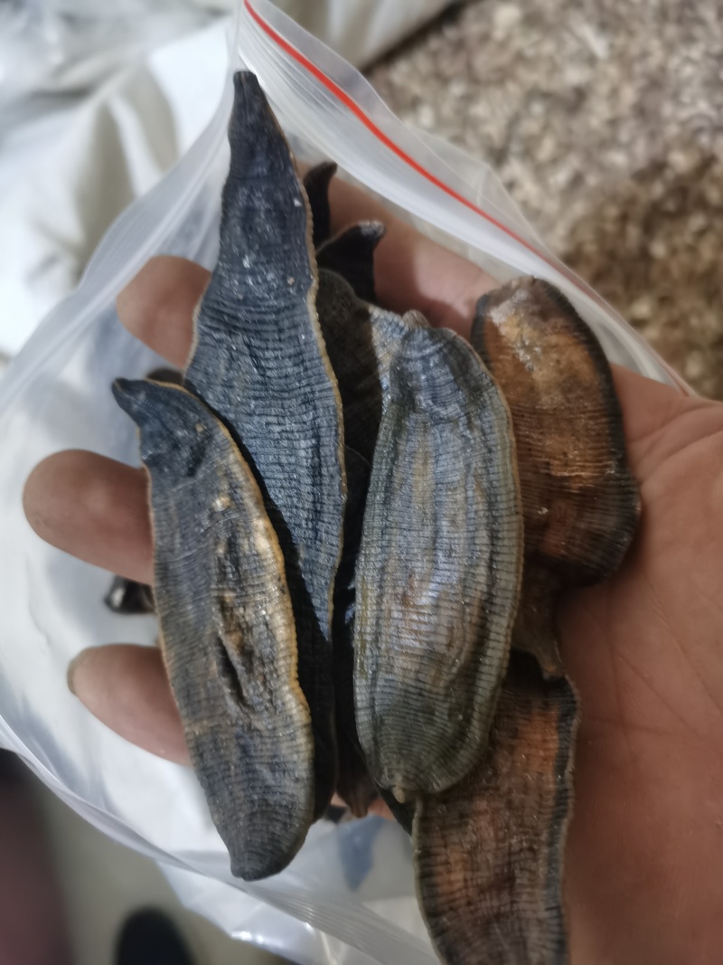 水蛭掉干水蛭清水货各种规格泽润中药