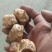 精品山东白洋姜种子量大从优质量保证欢迎咨询