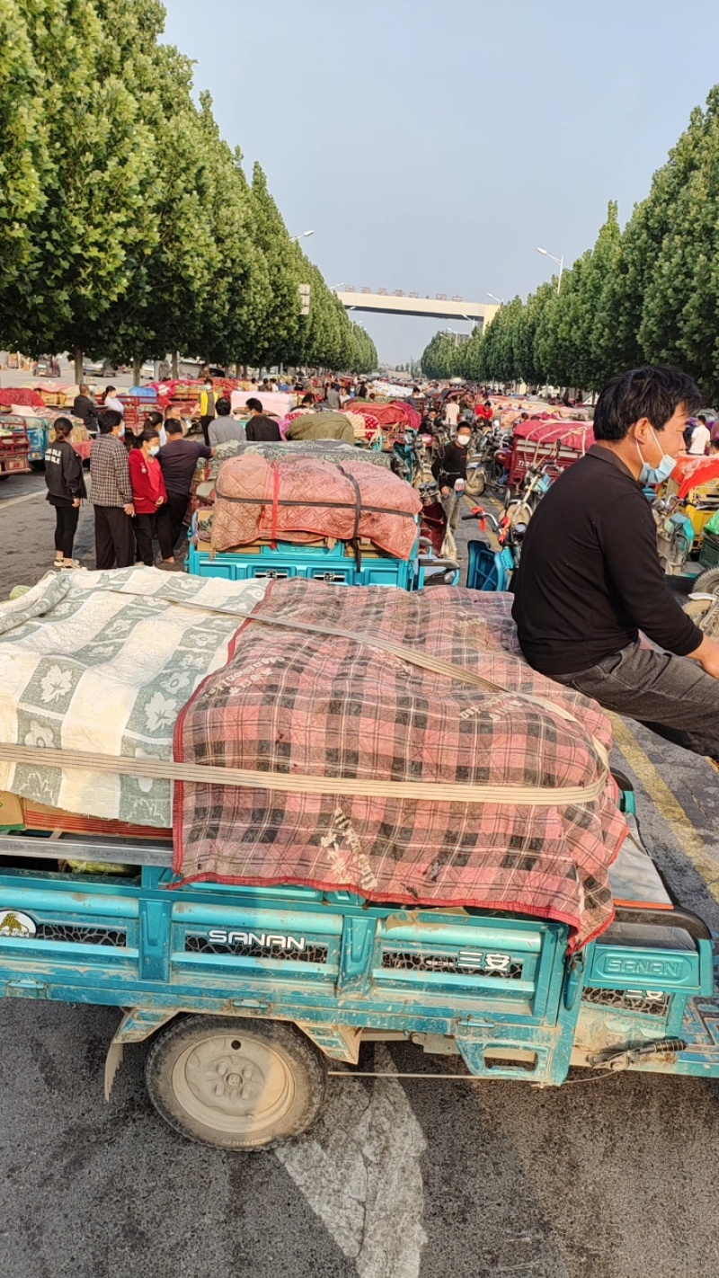 博洋9博洋61甜瓜口感香酥脆甜对接市场社区团购电商平台