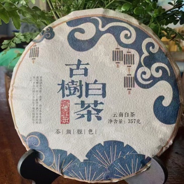 云南大叶种古树白茶