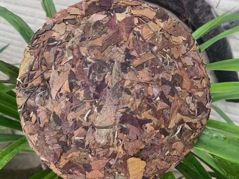 云南大叶种古树白茶