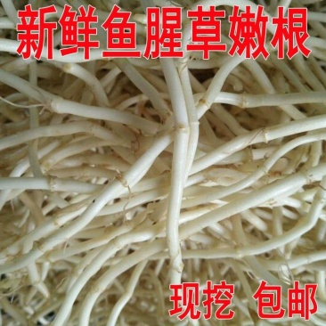 鱼腥草节节根鱼腥草根看货论价电商货市场货
