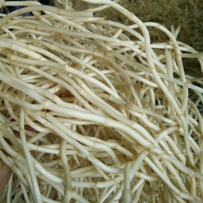 鱼腥草节节根鱼腥草根看货论价电商货市场货