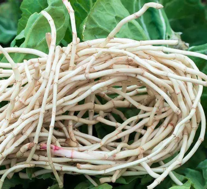 鱼腥草节节根鱼腥草根看货论价电商货市场货