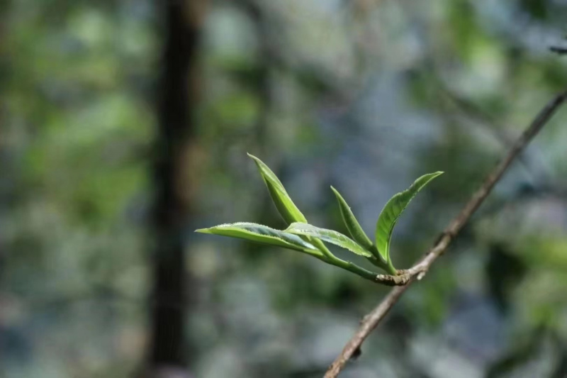 2023年班盆普洱茶生茶布朗山散茶新茶预定中