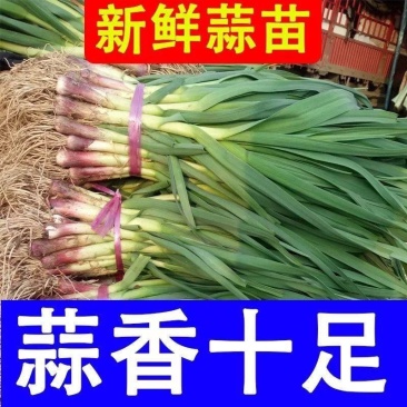 红根蒜苗产地看货论价保质保量欢迎订购量大从优