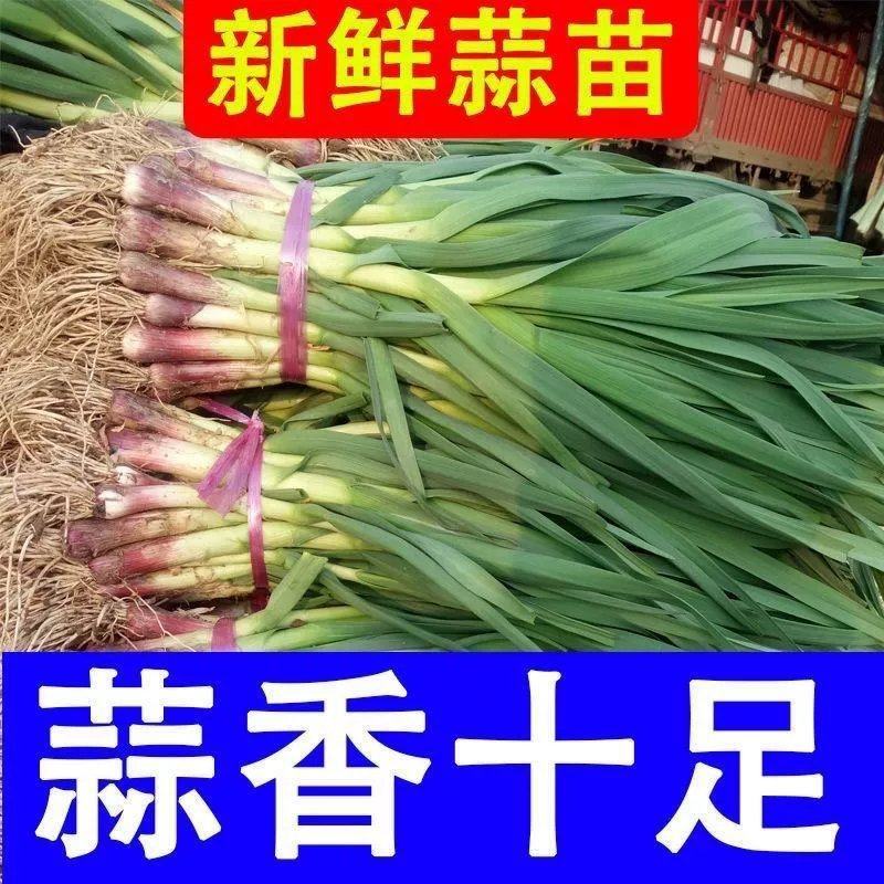 红根蒜苗产地看货论价保质保量欢迎订购量大从优