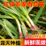 红根蒜苗产地看货论价保质保量欢迎订购量大从优