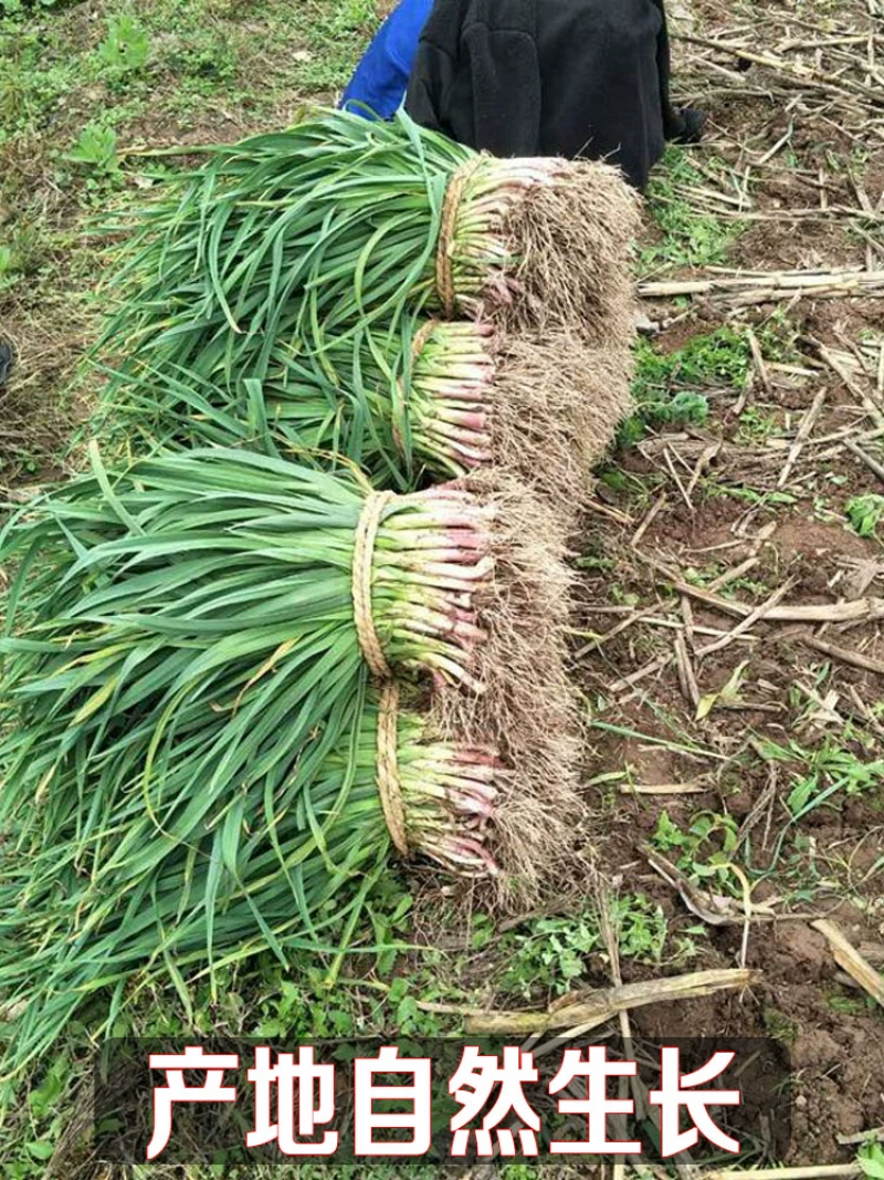 红根蒜苗产地看货论价保质保量欢迎订购量大从优