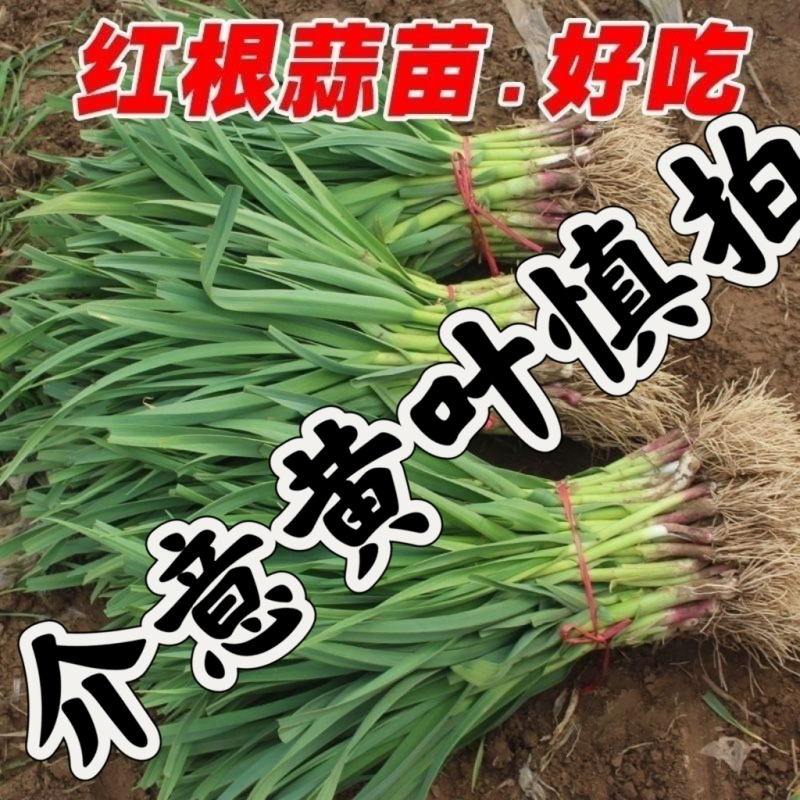 红根蒜苗产地看货论价保质保量欢迎订购量大从优