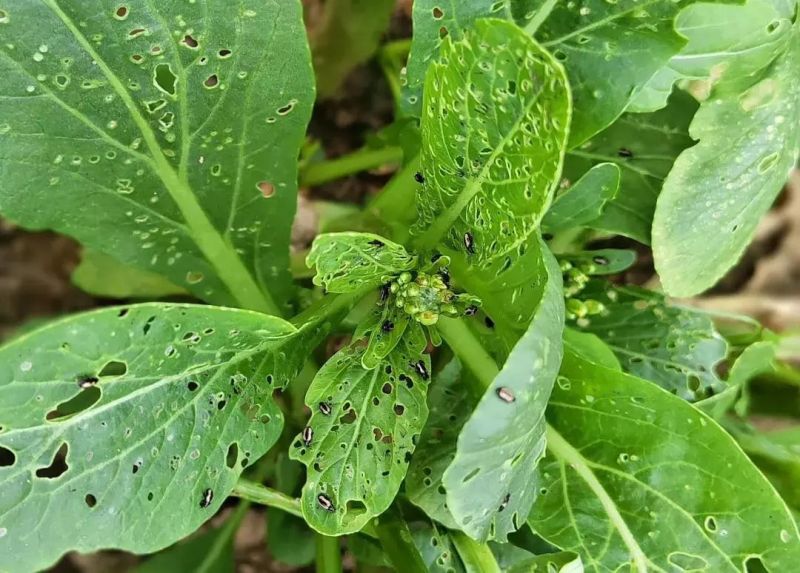 75%呋虫胺哒螨灵跳甲药黄曲跳甲药甘蓝白菜萝卜跳甲药杀虫