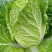 75%呋虫胺哒螨灵跳甲药黄曲跳甲药甘蓝白菜萝卜跳甲药杀虫
