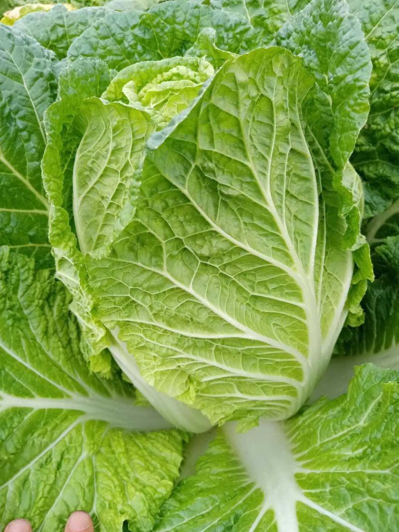 75%呋虫胺哒螨灵跳甲药黄曲跳甲药甘蓝白菜萝卜跳甲药杀虫
