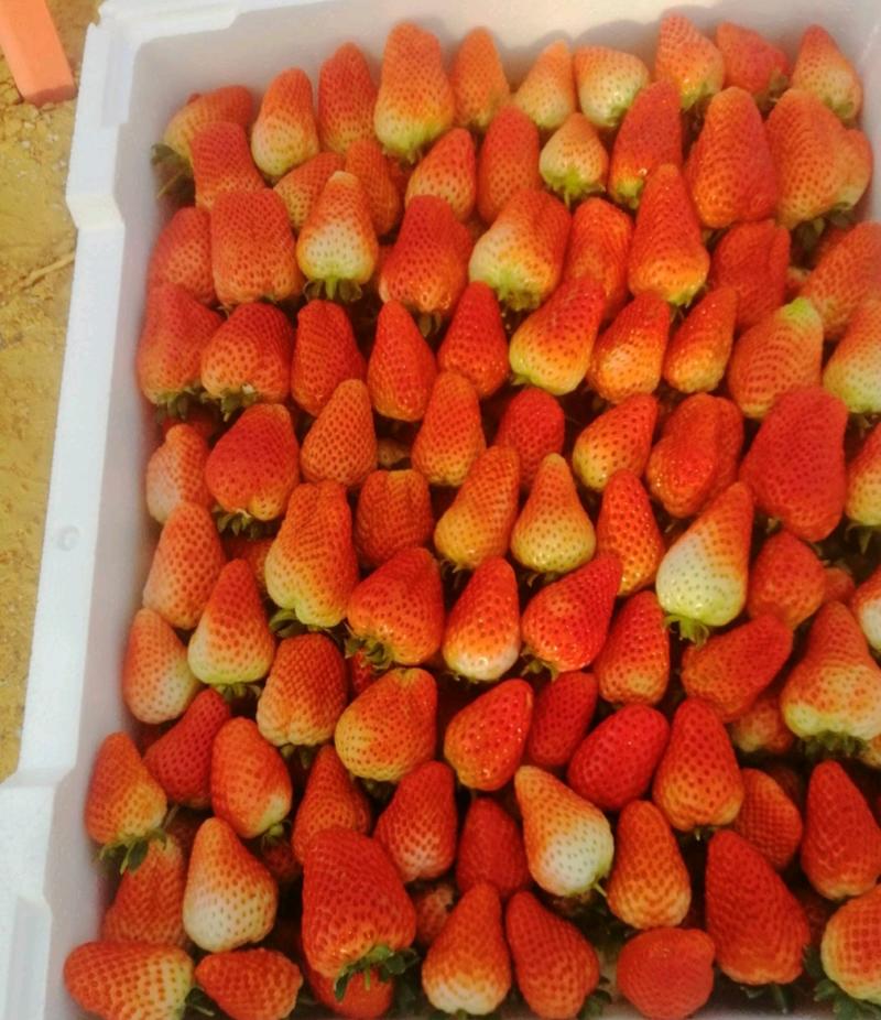 中牟草莓奶香草莓大棚草莓产地直发支持视频看货对接全