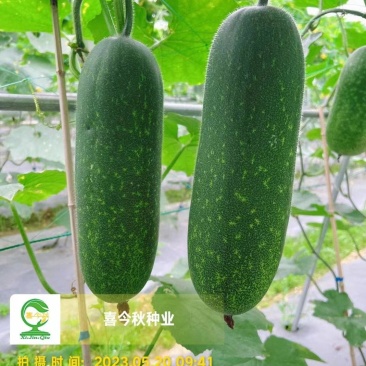 黛玉11-3杂交一代甜节瓜，瓜型均匀，绿皮，肉质脆甜