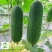 黛玉11-3杂交一代甜节瓜，瓜型均匀，绿皮，肉质脆甜