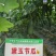 黛玉11-3杂交一代甜节瓜，瓜型均匀，绿皮，肉质脆甜