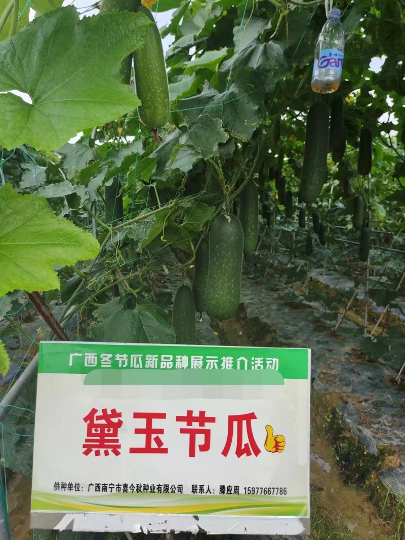 黛玉11-3杂交一代甜节瓜，瓜型均匀，绿皮，肉质脆甜