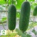 黛玉11-3杂交一代甜节瓜，瓜型均匀，绿皮，肉质脆甜