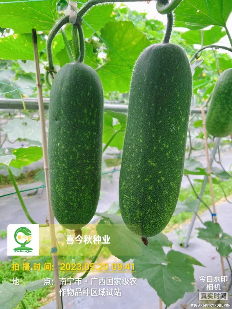 黛玉11-3杂交一代甜节瓜，瓜型均匀，绿皮，肉质脆甜