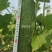 黛玉11-3杂交一代甜节瓜，瓜型均匀，绿皮，肉质脆甜