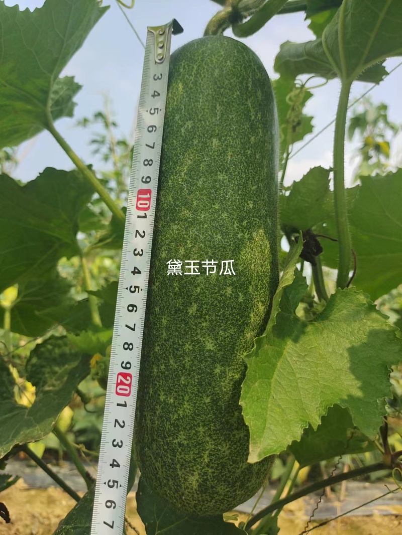 黛玉11-3杂交一代甜节瓜，瓜型均匀，绿皮，肉质脆甜