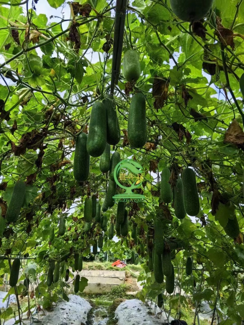 黛玉11-3杂交一代甜节瓜，瓜型均匀，绿皮，肉质脆甜