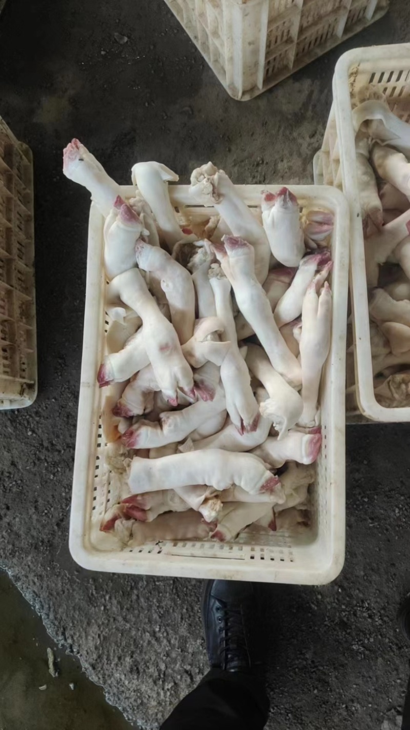 内蒙古羊蹄现货价格低质量保证诚信经营欢迎电联