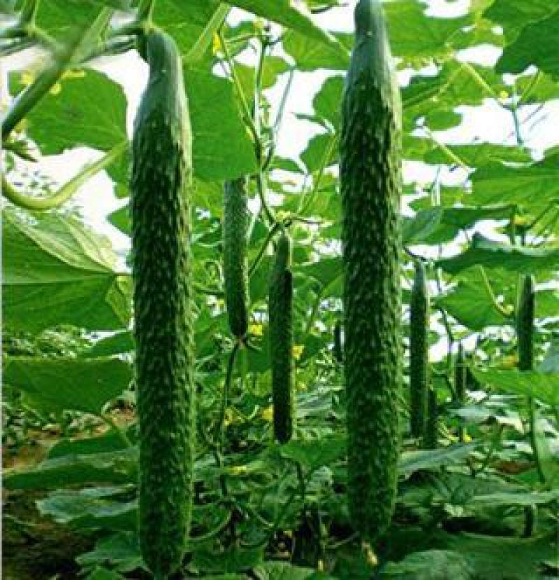 吡唑醚菌酯悬浮剂马铃薯早疫病大白菜霜霉病杀菌剂